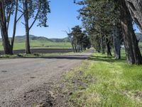 a dirt road lined by tall trees, with a farm in the distance along it