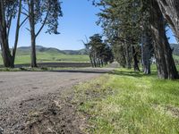 a dirt road lined by tall trees, with a farm in the distance along it