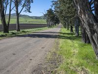 a dirt road lined by tall trees, with a farm in the distance along it