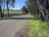 a dirt road lined by tall trees, with a farm in the distance along it