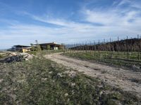 view down a dirt road to some vineyards in the background on a sunny day