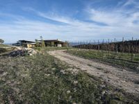 view down a dirt road to some vineyards in the background on a sunny day