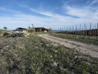 view down a dirt road to some vineyards in the background on a sunny day