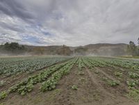 California Farmland under a Gloomy Grey Sky