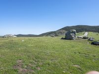 a cow standing in the middle of a green field with rocks in the background and blue sky