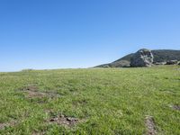 a cow standing in the middle of a green field with rocks in the background and blue sky