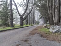 California Forest Road: A Nature Landscape