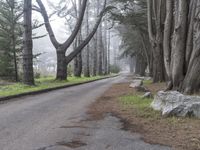 California Forest Road: A Nature Landscape