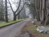 California Forest Road: A Nature Landscape