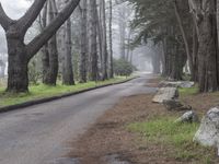 California Forest Road: A Nature Landscape