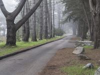 California Forest Road: A Nature Landscape