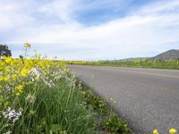 a rural street lined with yellow and white flowers against a bright blue sky overhead with a mountain range in the background