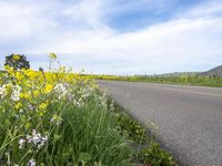 a rural street lined with yellow and white flowers against a bright blue sky overhead with a mountain range in the background