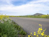 a rural street lined with yellow and white flowers against a bright blue sky overhead with a mountain range in the background