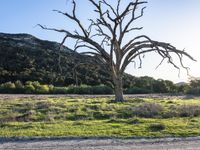 a dead tree in a grassy field and a dirt road with a sign hanging off of it's branches