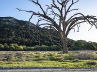 a dead tree in a grassy field and a dirt road with a sign hanging off of it's branches