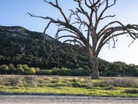 a dead tree in a grassy field and a dirt road with a sign hanging off of it's branches