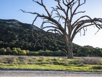 a dead tree in a grassy field and a dirt road with a sign hanging off of it's branches