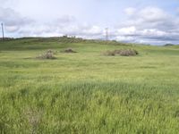 tall grass in an open field under blue sky and clouds from a distance with power poles on top of hill