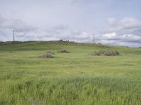 tall grass in an open field under blue sky and clouds from a distance with power poles on top of hill