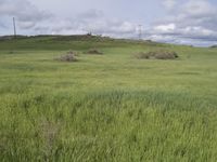 tall grass in an open field under blue sky and clouds from a distance with power poles on top of hill