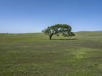 California's Green Grass Field Under Clear Skies