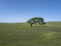 California's Green Grass Field Under Clear Skies