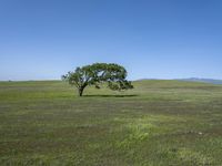 California's Green Grass Field Under Clear Skies