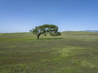 California's Green Grass Field Under Clear Skies