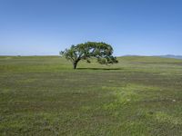 California's Green Grass Field Under Clear Skies