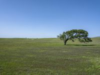 California's Green Grass Field Under Clear Skies