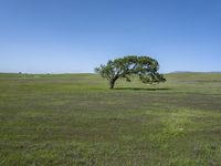 California's Green Grass Field Under Clear Skies