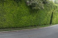 California's Green Landscape: Grass, Trees, and Vegetation