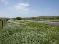 California's Green Vegetation: A Rural Road