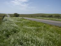 California's Green Vegetation: A Rural Road