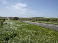 California's Green Vegetation: A Rural Road