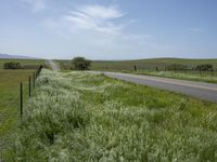 California's Green Vegetation: A Rural Road