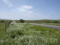 California's Green Vegetation: A Rural Road