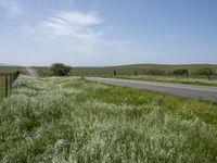 California's Green Vegetation: A Rural Road