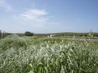 California's Green Vegetation: A Rural Road