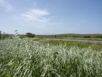 California's Green Vegetation: A Rural Road