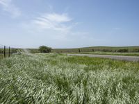 California's Green Vegetation: A Rural Road