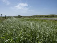 California's Green Vegetation: A Rural Road