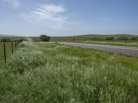 California's Green Vegetation: A Rural Road