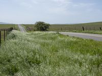 California's Green Vegetation: A Rural Road