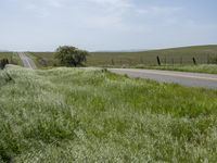 California's Green Vegetation: A Rural Road