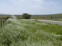 California's Green Vegetation: A Rural Road