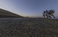 the lone tree sits on a grassy hill near an open plain at dusk time, and has long gone to its roots