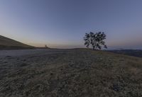 the lone tree sits on a grassy hill near an open plain at dusk time, and has long gone to its roots