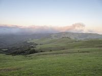 cows graze in green fields in the morning sundown on hills, with low clouds and fog